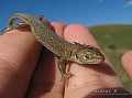 gecko.jpg